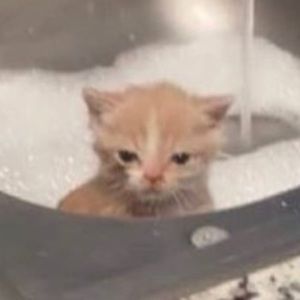 Meet your Posher, Violet